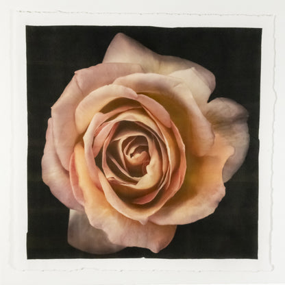 varied edition print of orange floribunda rose in prime bloom with spiral oval opening, golden highlights. 22x22” deckled edge print on French cotton. Square mode, black background, wall art.