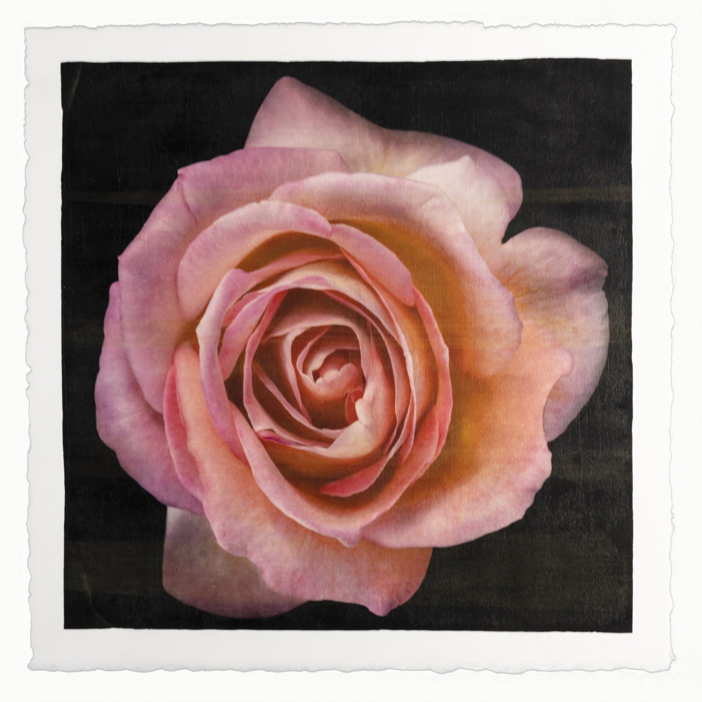 varied edition print of orange floribunda rose in prime bloom with spiral oval opening, golden highlights. 13x13” deckled edge print on French cotton. Square mode, black background, wall art.