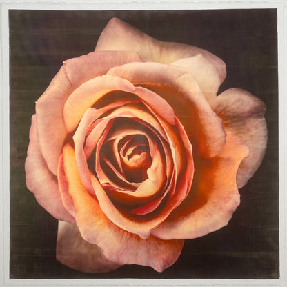 varied edition print of orange floribunda rose in prime bloom with spiral oval opening, golden highlights. 13x13” deckled edge print on French cotton. Square mode, black background, wall art.