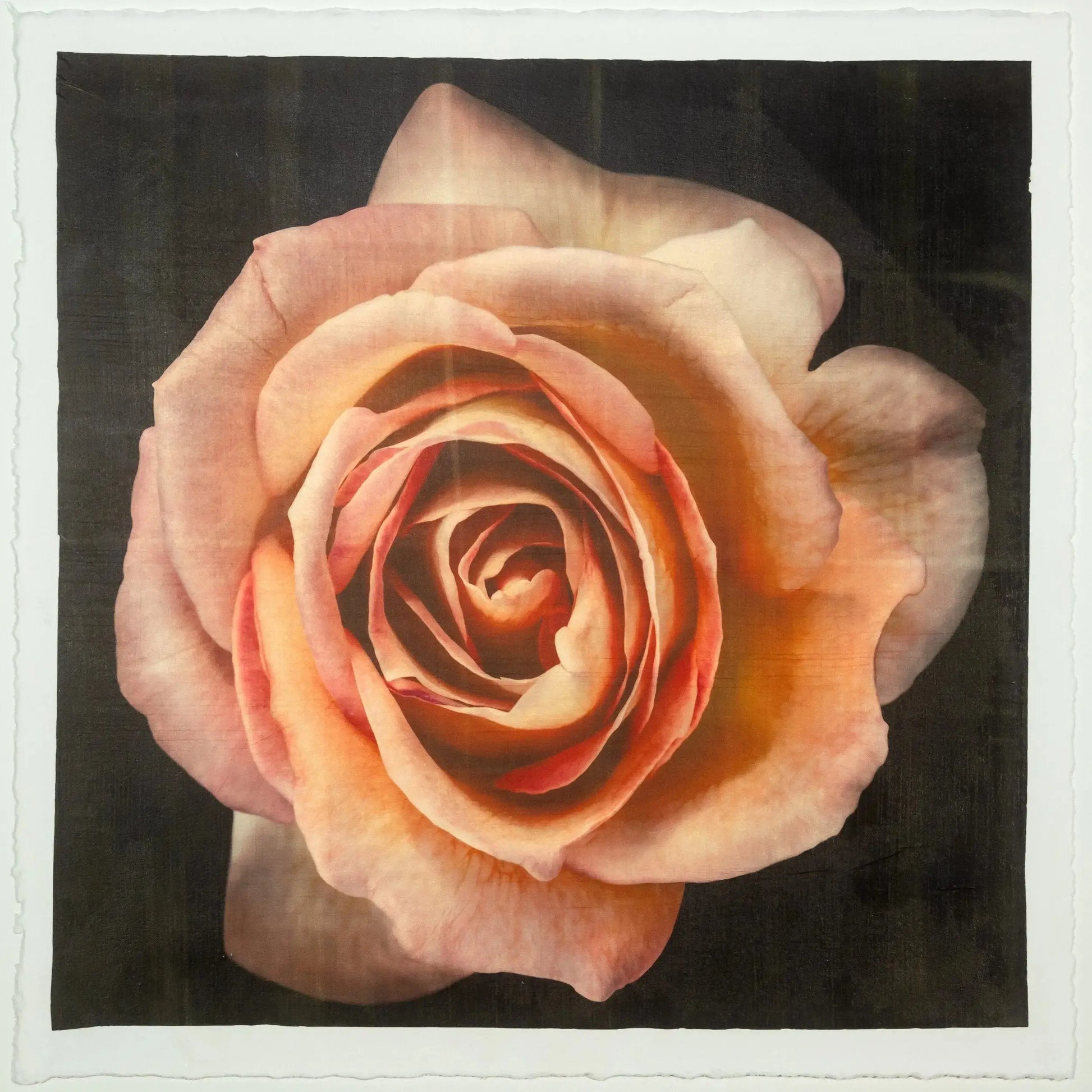 flower photograph print of orange rose floribunda rose in prime bloom with a spiral oval opening with golden highlights. Centered in Square mode, black background, wall art. 