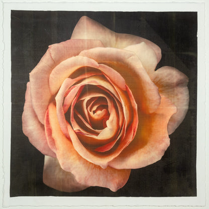 varied edition print of orange floribunda rose in prime bloom with spiral oval opening, golden highlights. 21x21” deckled edge print on French cotton. Square mode, black background, wall art.