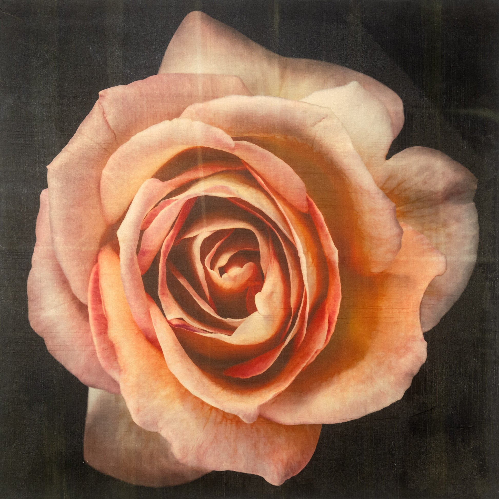 varied edition print of orange floribunda rose in prime bloom with spiral oval opening, golden highlights. 9x9” deckled edge print on French cotton. Square mode, black background, wall art.