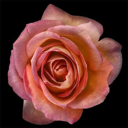 orange floribunda rose in prime bloom with a spiral oval opening with light orange highlights. Centered in Square mode, black background, wall art.