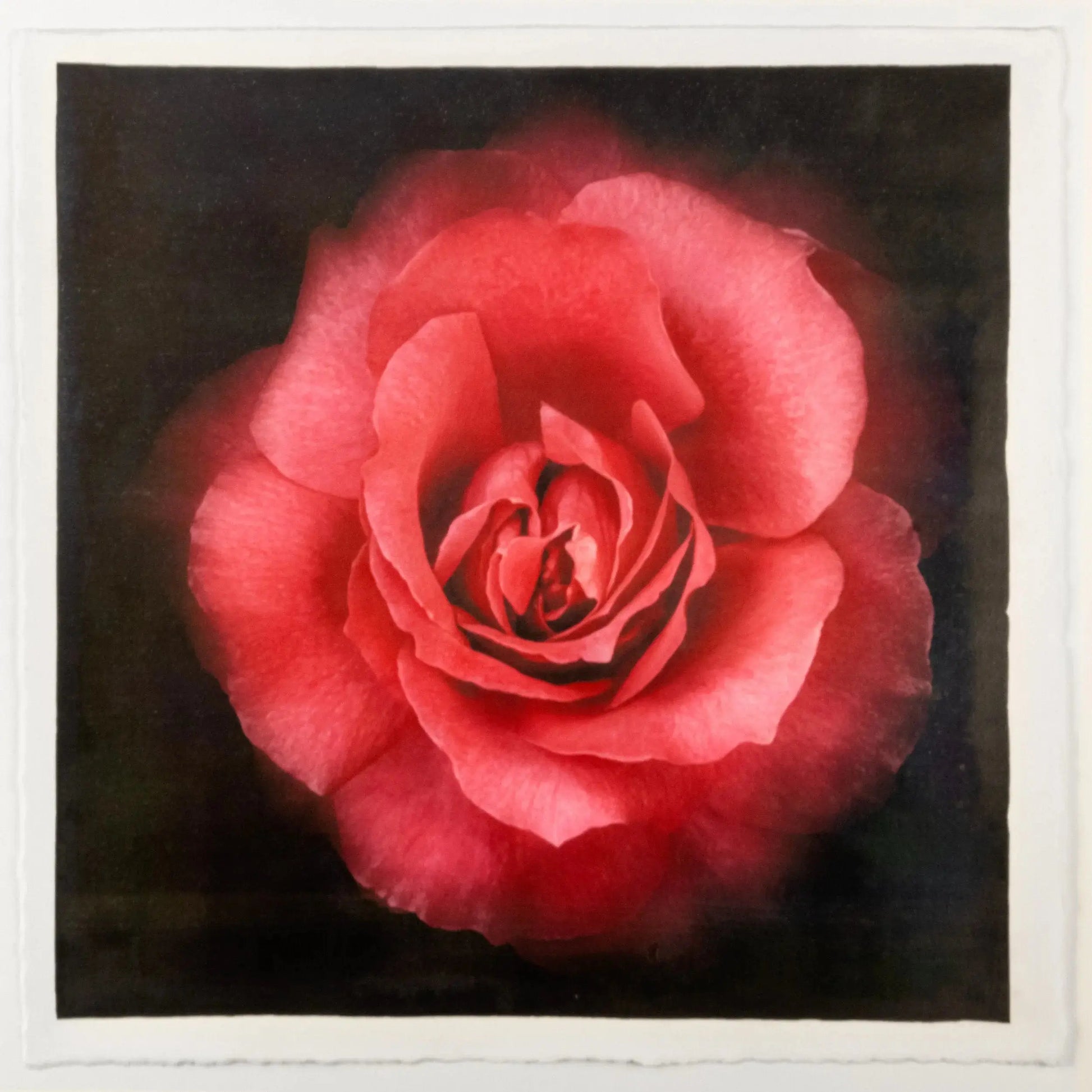 Flower Print of Red Red Rose with pearl and golden highlights globular form spherical reflexed petals Centered in Square mode, black background, wall art 12” square on cotton paper deckle edge