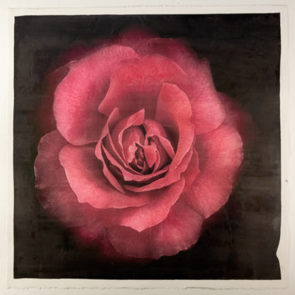 Print of Red Red Rose with pearl and golden highlights globular form spherical reflexed petals Centered in Square mode, black background, wall art 8” square on cotton paper deckle edge