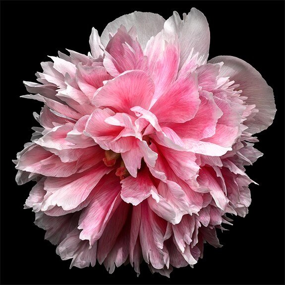 pink double bloom peony with swirl petals colored from a deep magenta center to white tips at the edge Giclee Print on Bamboo Paper Centered in Square mode black background