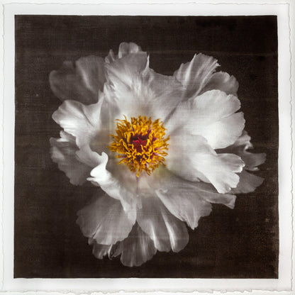 Print of White Peony for sale large flower with overlapping pure white petals giant open center with yellow stamen Centered in Square mode, black background, wall art 8” square on paper deckle edge