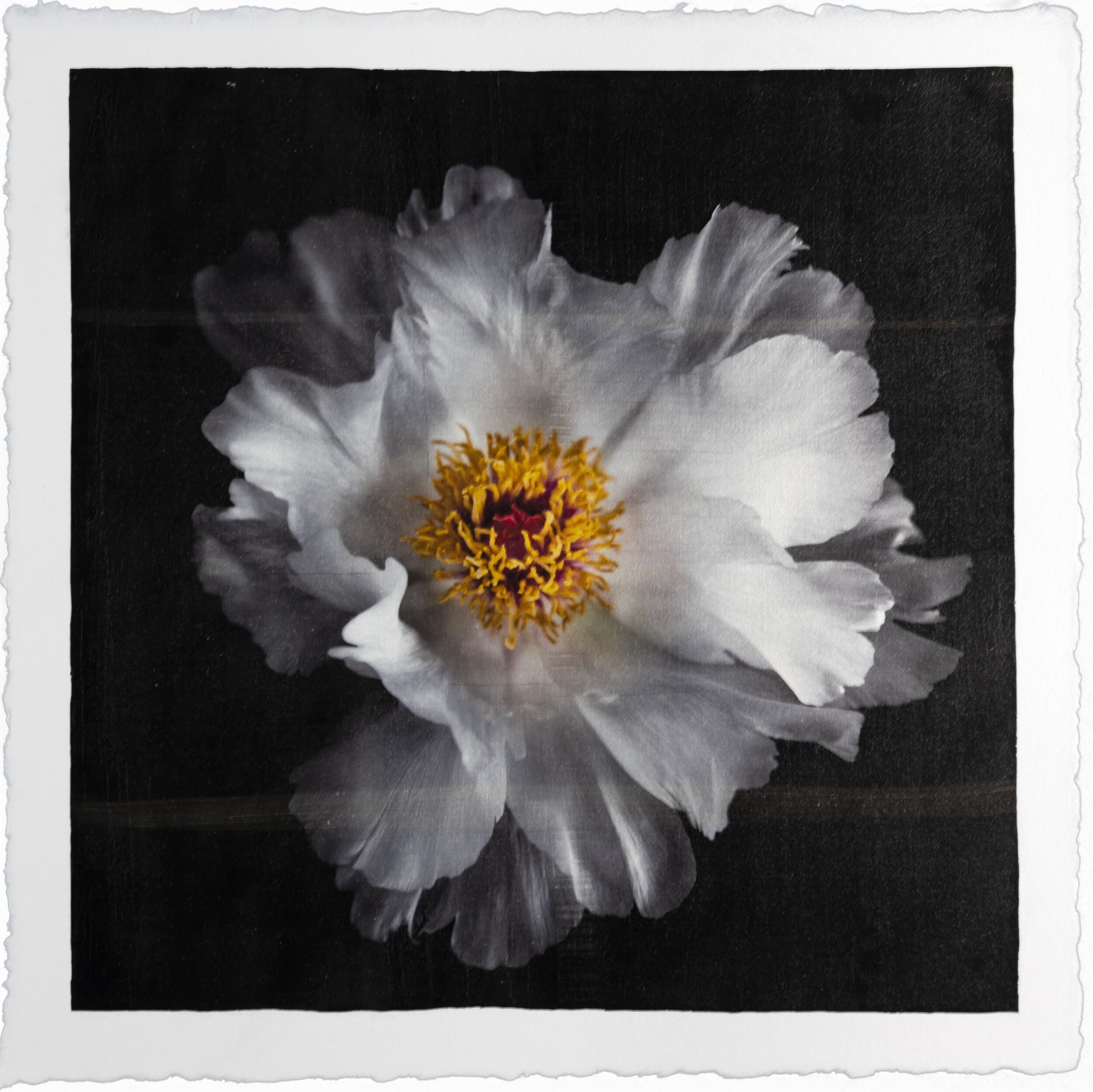 Print of White Peony for sale large flower with overlapping pure white petals giant open center with yellow stamen Centered in Square mode, black background, wall art 8” square on paper deckle edge