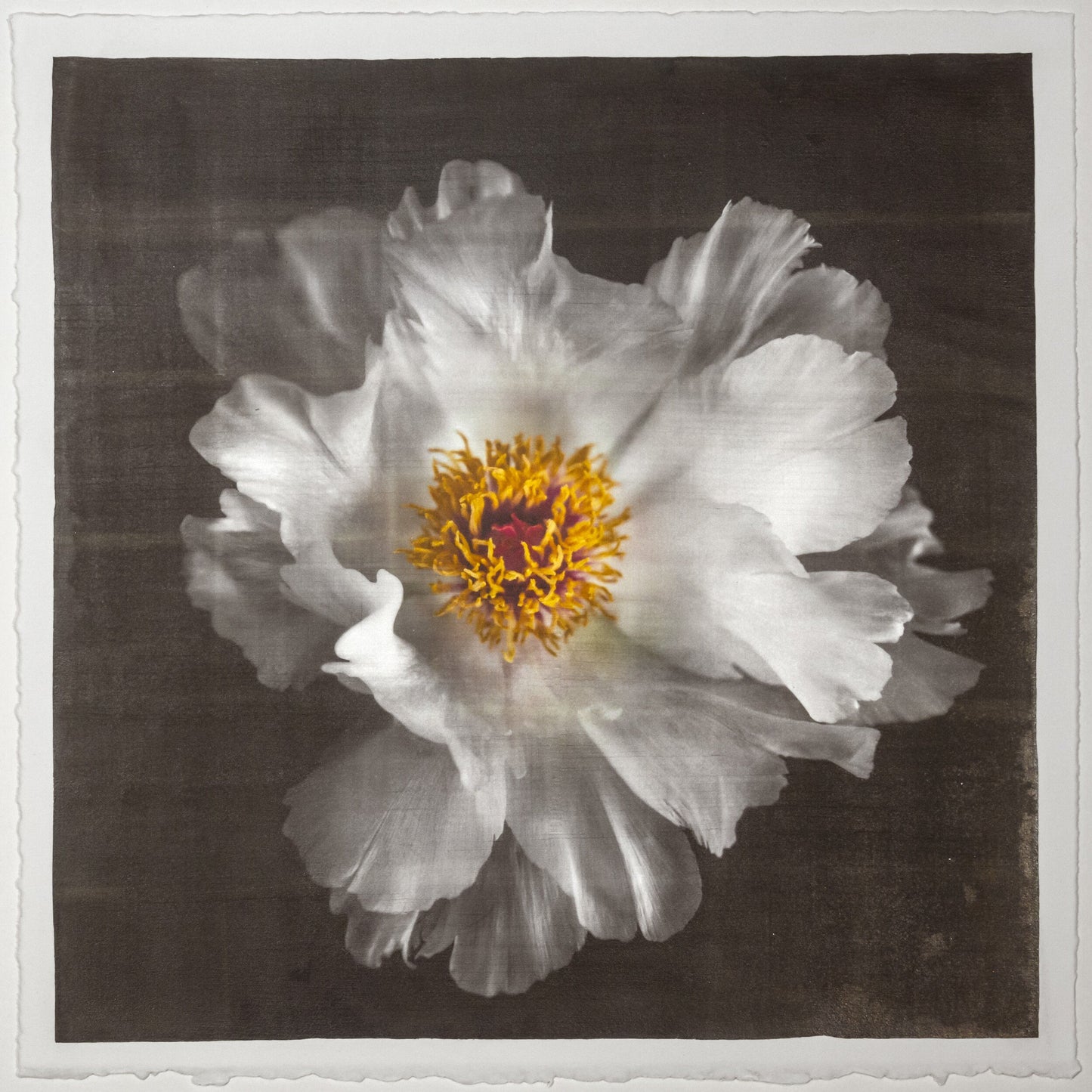 Print of White Peony for sale large flower with overlapping pure white petals giant open center with yellow stamen Centered in Square mode, black background, wall art 12” square on paper deckle edge