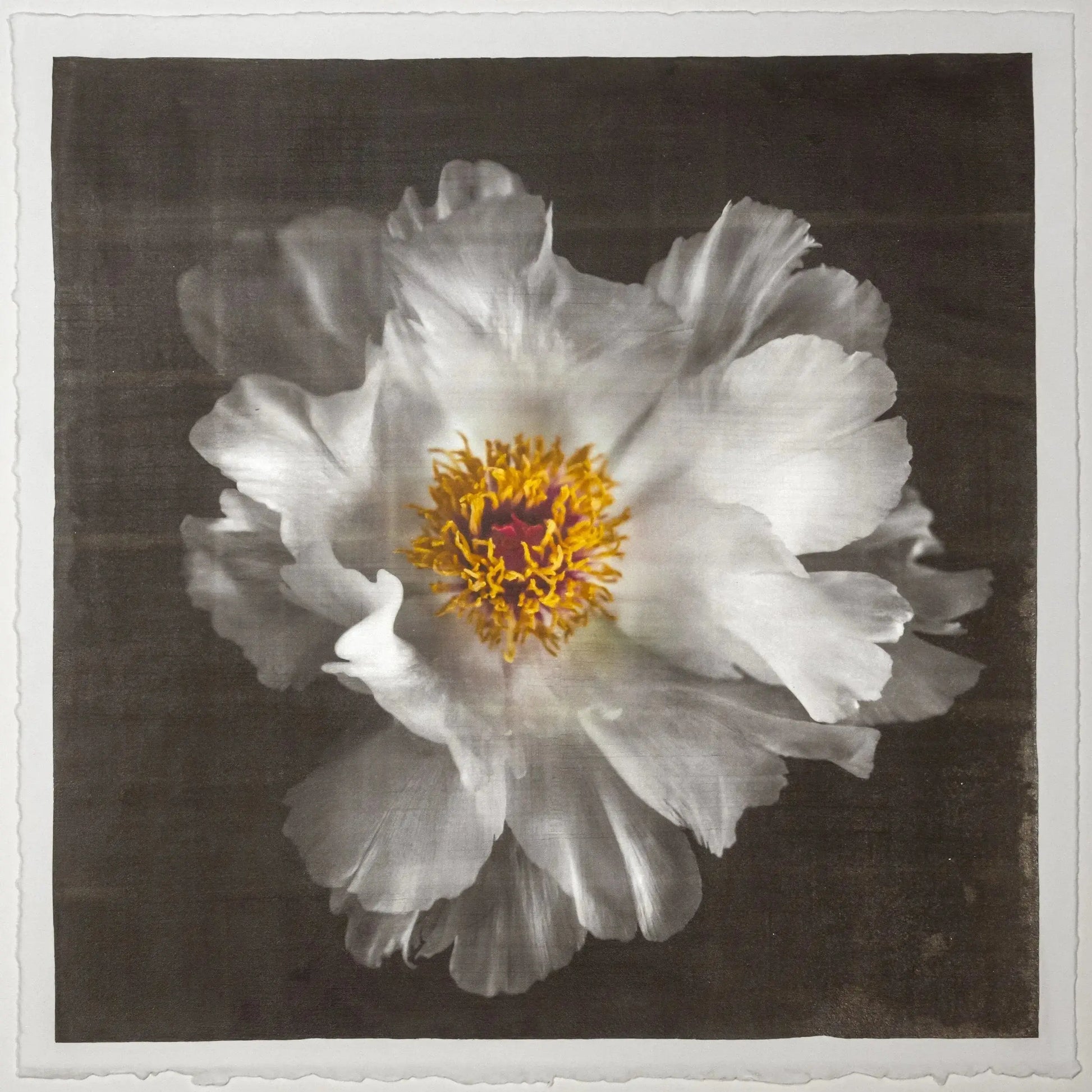 Fine Art Photography Print of giant Peony flower with overlapping pure white petals open center with yellow stamen  Centered in Square mode, black background