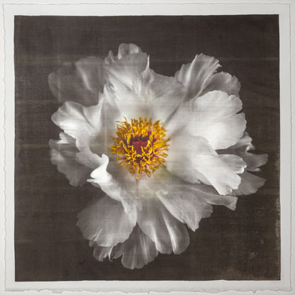 Print of White Peony for sale large flower with overlapping pure white petals giant open center with yellow stamen Centered in Square mode, black background, wall art 12” square on paper deckle edge