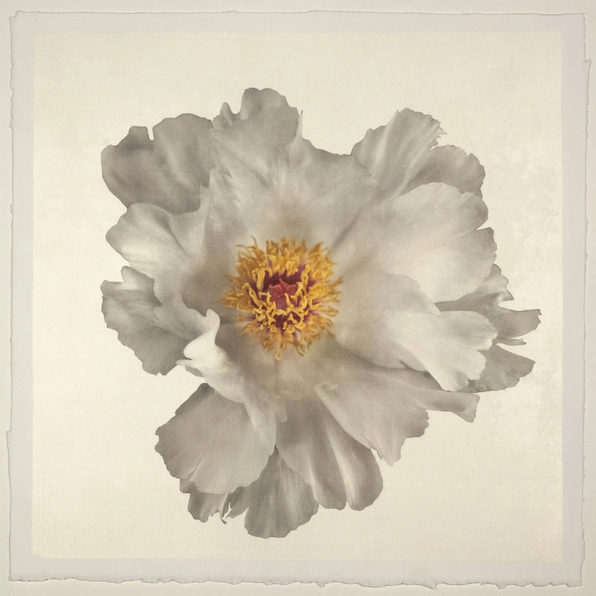 Flower Photograph Print of large White Peony with overlapping pure white petals giant open center with yellow stamen  Centered in Square mode, gold toned, wall art 