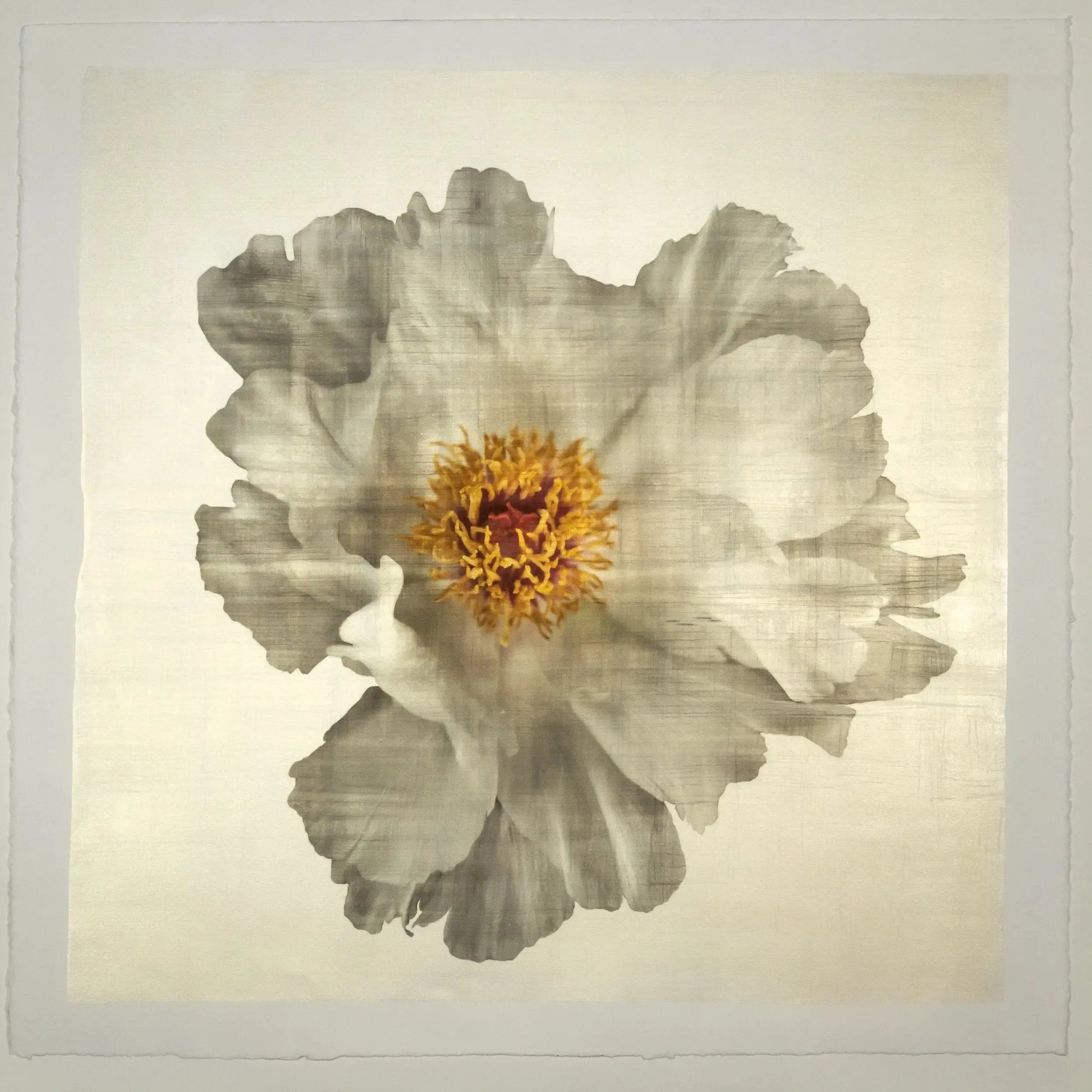 Flower Photograph Print of large White Peony with overlapping pure white petals giant open center with yellow stamen  Centered in Square mode, gold toned, wall art 