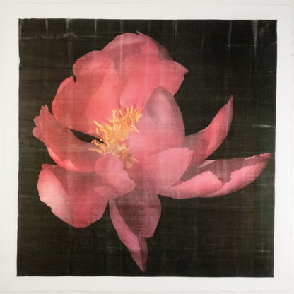 print of dark pink full blooming Flame peony with giant open scalloped petals and yellow stamen center 12” square on cotton paper. centered on black background, wall art.