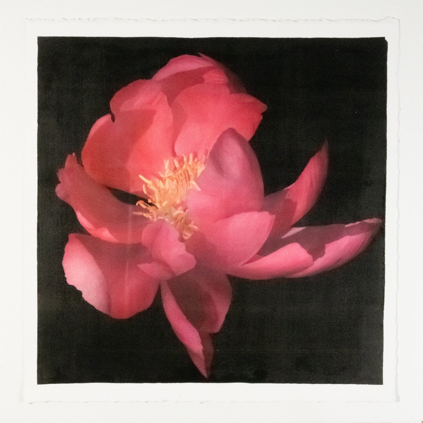 print of dark pink full blooming Flame peony with giant open scalloped petals and yellow stamen center 12” square on cotton paper. centered on black background, wall art.