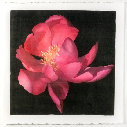 print of dark pink full blooming Flame peony with giant open scalloped petals and yellow stamen center 8” square on cotton paper. centered on black background, wall art.