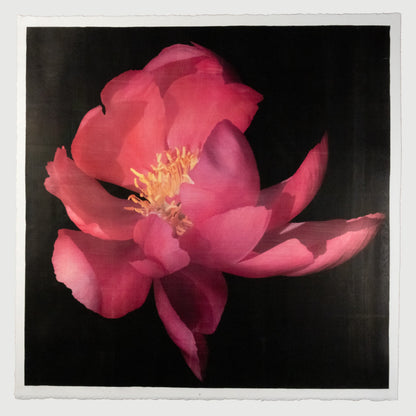 print of dark pink full blooming Flame peony with giant open scalloped petals and yellow stamen center 12” square on cotton paper. centered on black background, wall art.