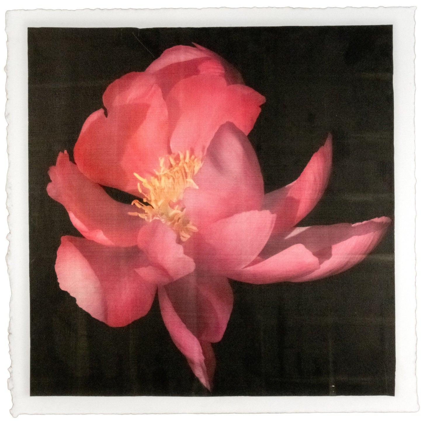 print of dark pink full blooming Flame peony with giant open scalloped petals and yellow stamen center 12” square on cotton paper. centered on black background, wall art.