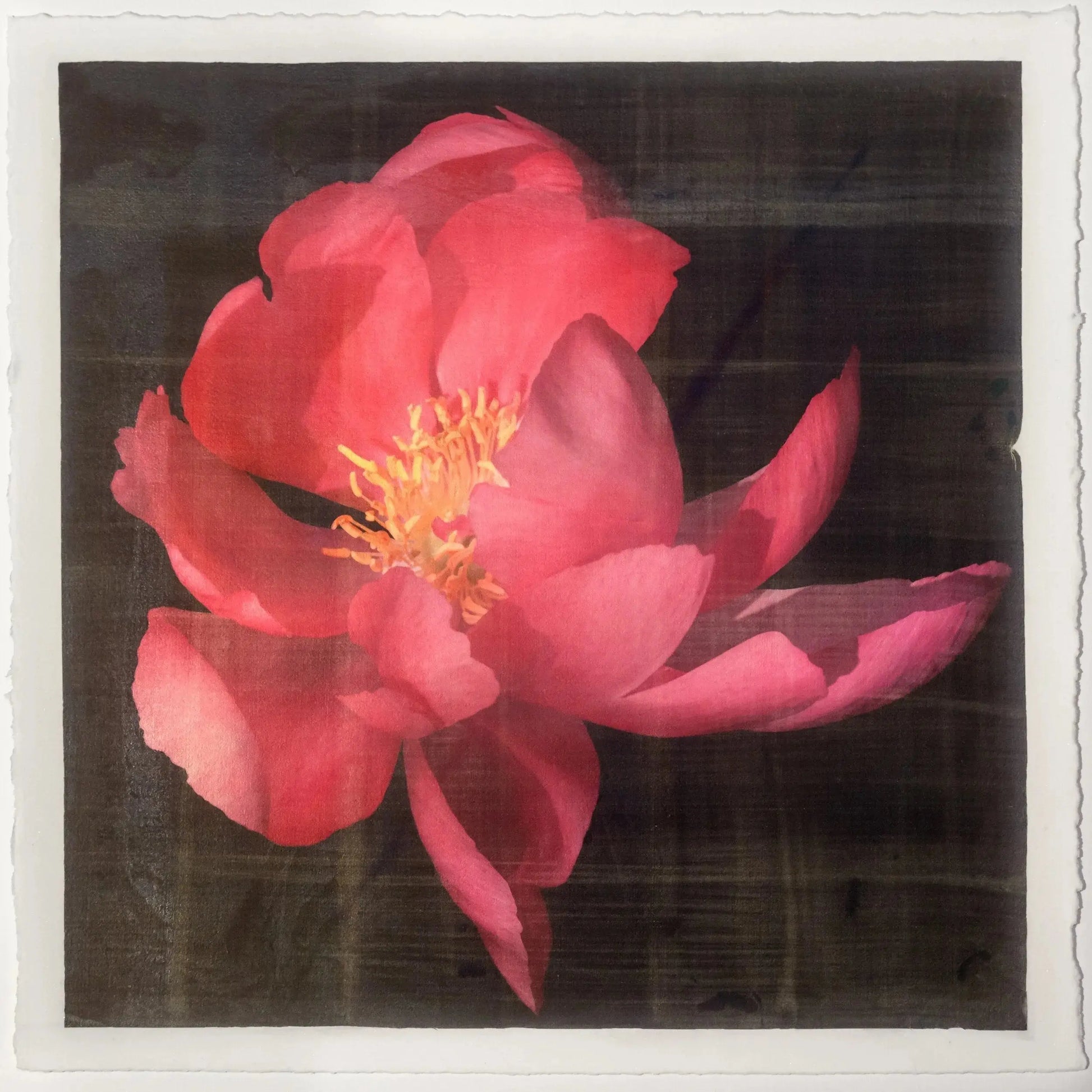 flower photograph print of blooming Flame dark pink peony with giant open scalloped petals and yellow stamen center. Centered in Square mode, black background, wall art