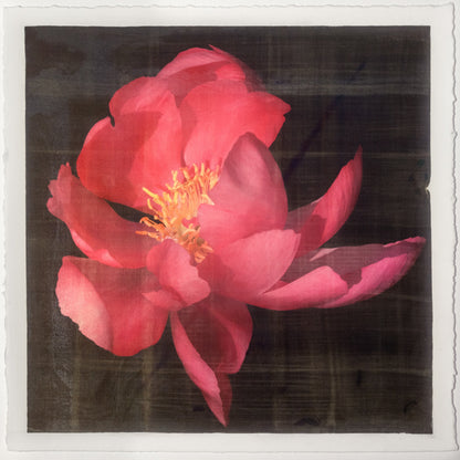 print of dark pink full blooming Flame peony with giant open scalloped petals and yellow stamen center 12” square on cotton paper. centered on black background, wall art.