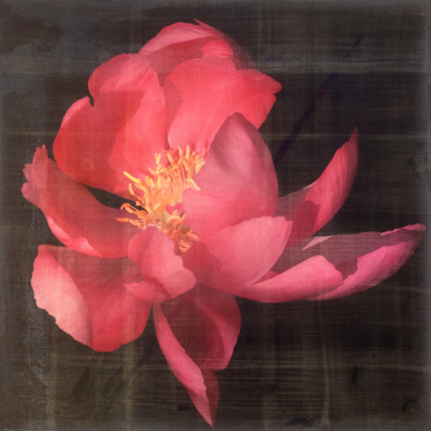 print of dark pink blooming Flame peony with giant open scalloped petals and yellow stamen center. Centered in Square mode, black background, wall art