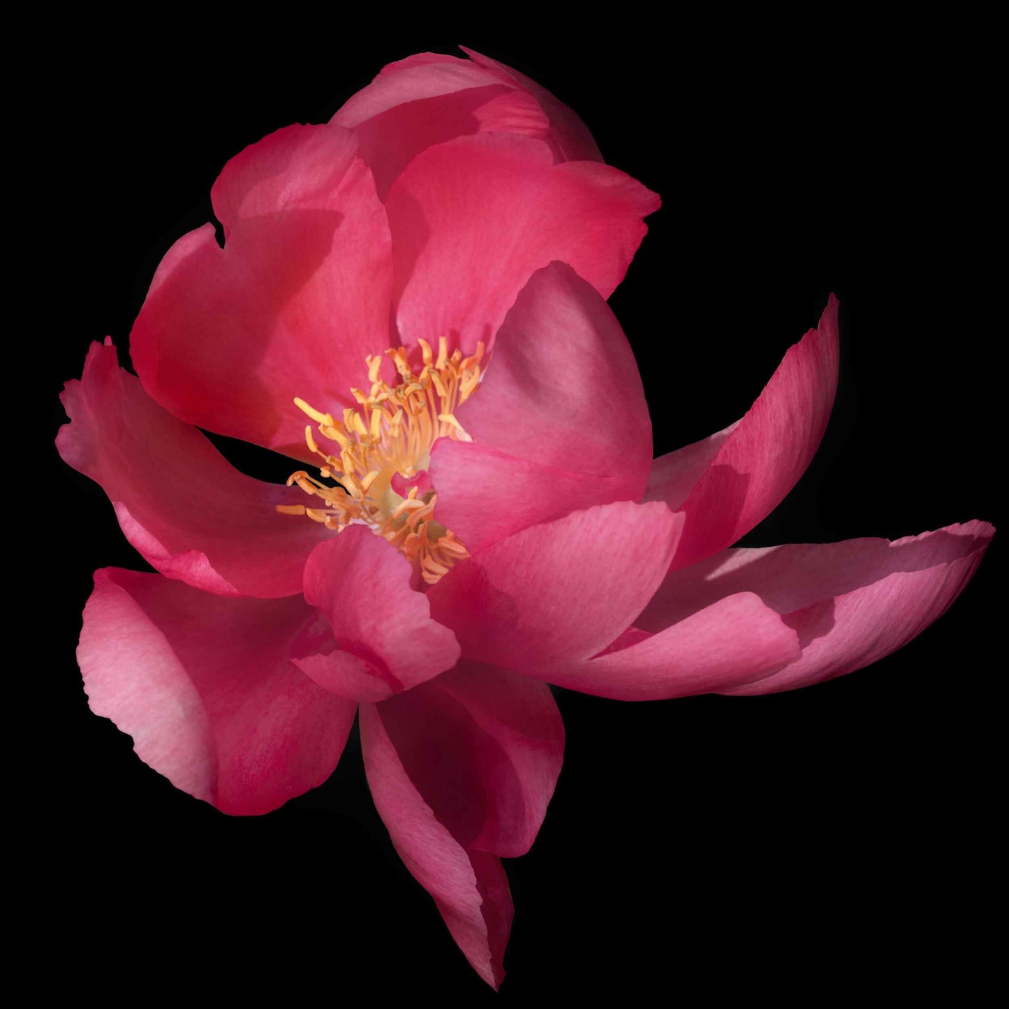 print of dark pink blooming Flame peony with giant open scalloped petals and yellow stamen center. Centered in Square mode, black background, wall art