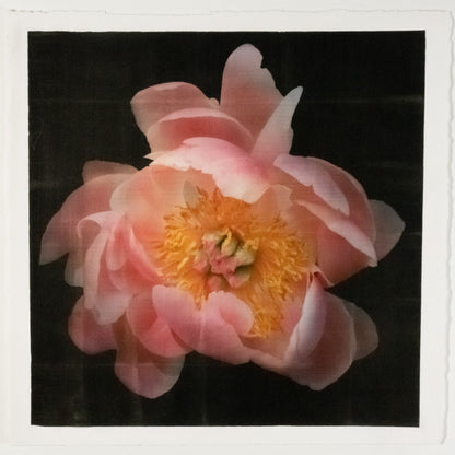 pink Coral Charm double peony petals unfold revealing layers of pink hues around large round open dark coral center with yellow stamens 12” square on cotton paper. centered on black background, art