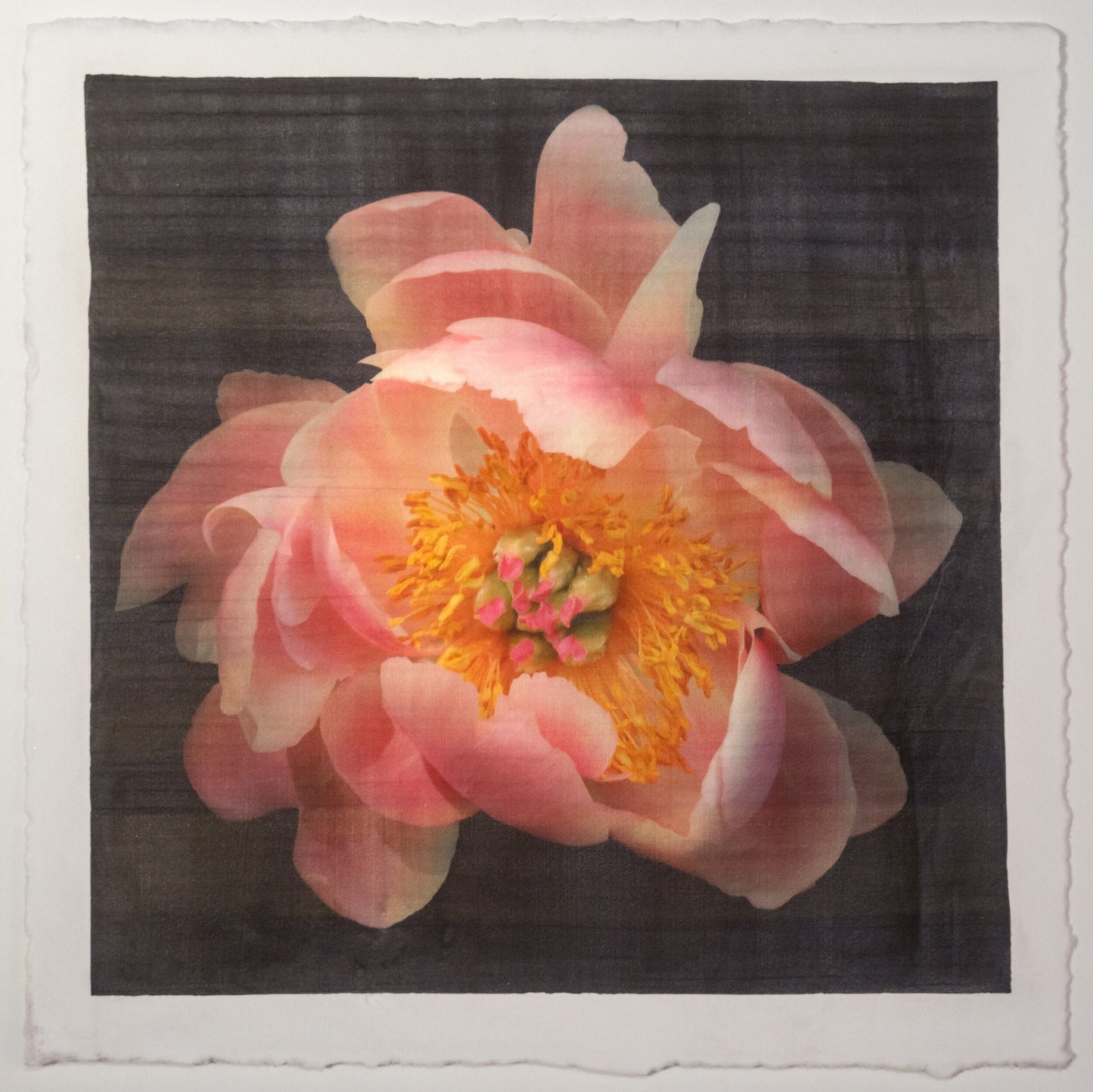 pink Coral Charm double peony petals unfold revealing layers of pink hues around large round open dark coral center with yellow stamens 12” square on cotton paper. centered on black background, art