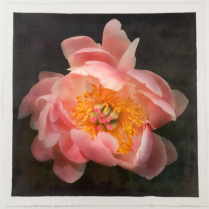 pink Coral Charm double peony petals unfold revealing layers of pink hues around large round open dark coral center with yellow stamens 12” square on cotton paper. centered on black background, art