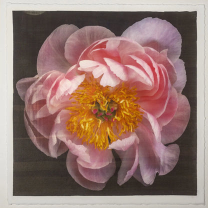 flower print of double blooming pink peony dark coral center with round fluttering petals that fade to pale pink, large yellow stamen center. Centered in Square mode, black background, wall art