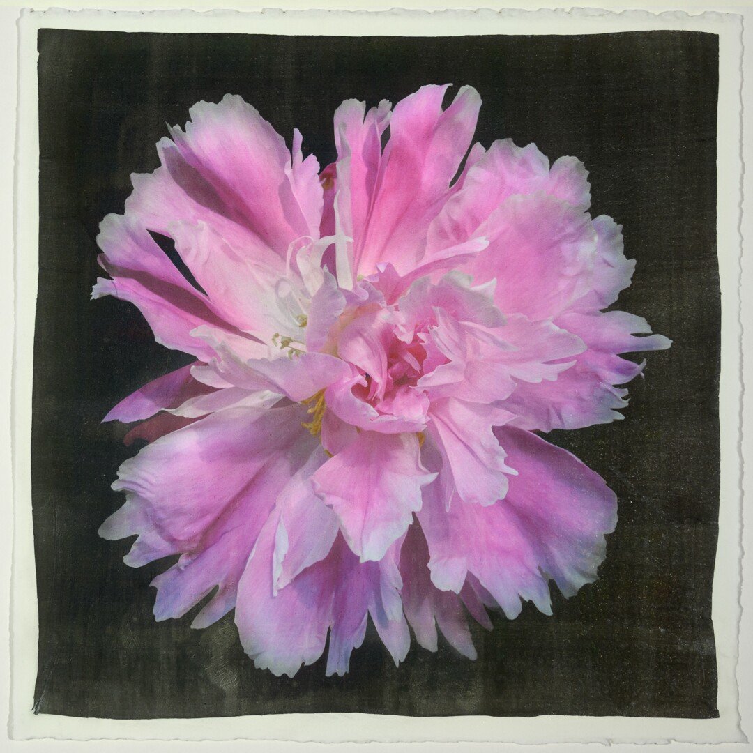 pink Itoh semi double peony Large fluttery ruffled pink petals with white silvery edging and tips are centered with unfurled petals 8” square on cotton paper. centered on black background, wall art