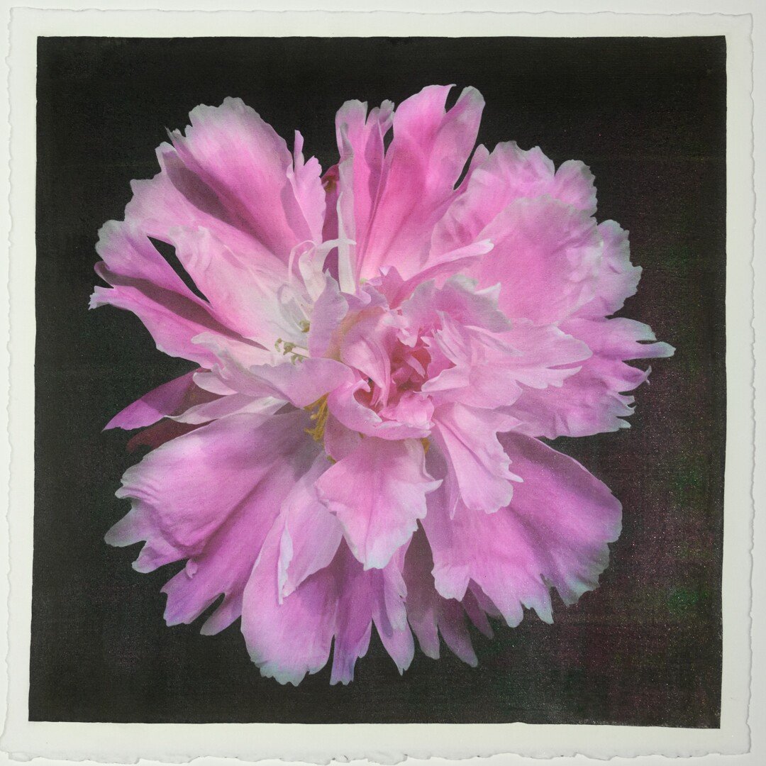 pink Itoh semi double peony Large fluttery ruffled pink petals with white silvery edging and tips are centered with unfurled petals 12” square on cotton paper. centered on black background, wall art