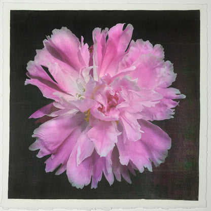 pink Itoh semi double peony Large fluttery ruffled pink petals with white silvery edging and tips are centered with unfurled petals 12” square on cotton paper. centered on black background, wall art