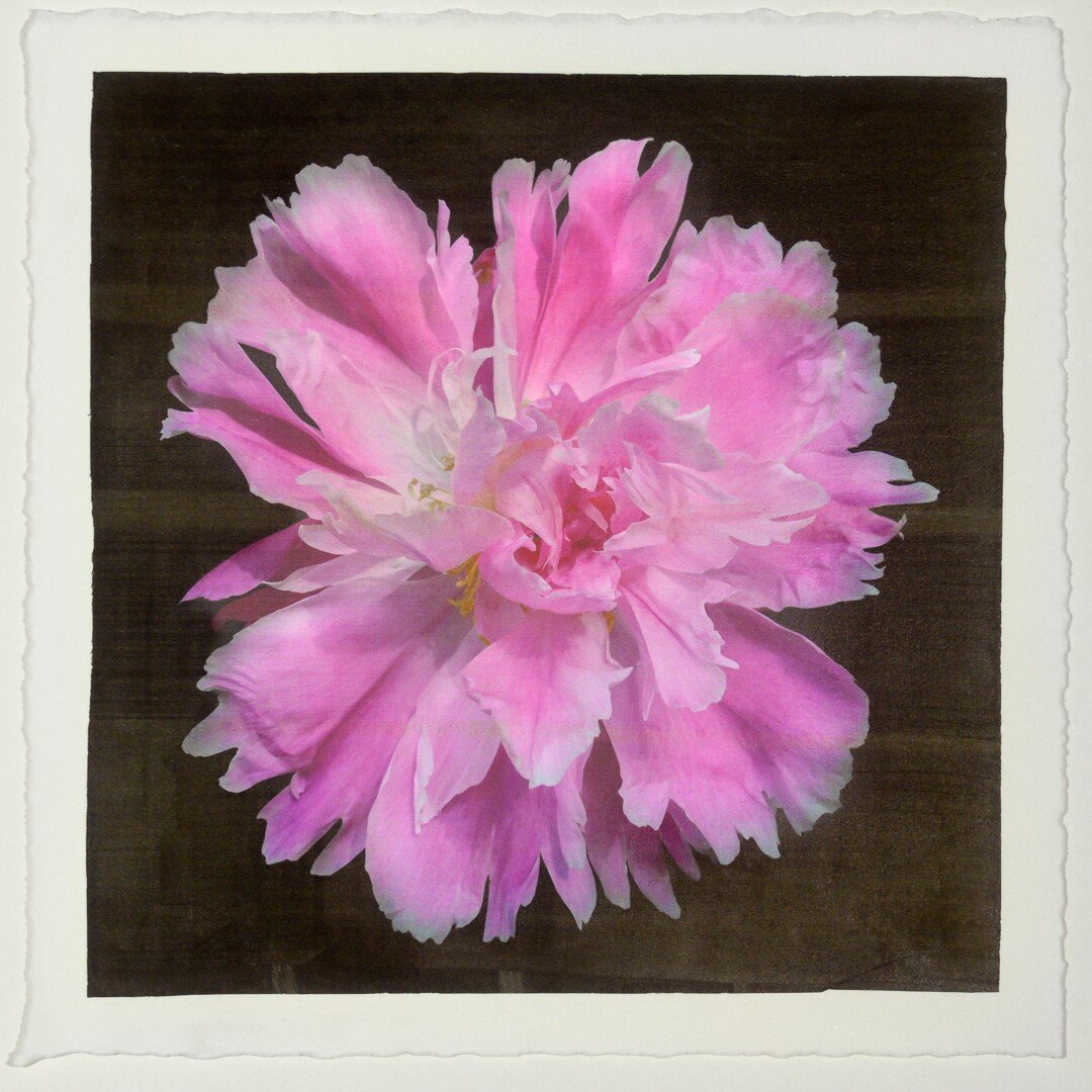 pink Itoh semi double peony Large fluttery ruffled pink petals with white silvery edging and tips are centered with unfurled petals 12” square on cotton paper. centered on black background, wall art