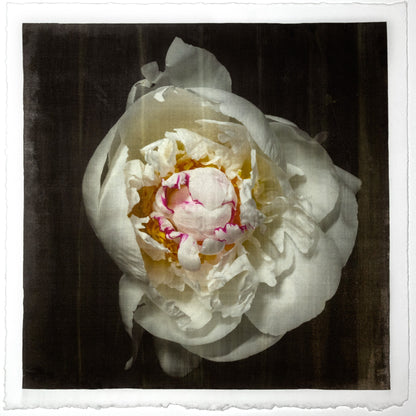 Print of White Peony for sale  delicate white petals adorned with crimson accents and yellow center Centered in Square mode, black background, wall art 20” square on cotton paper deckle edge