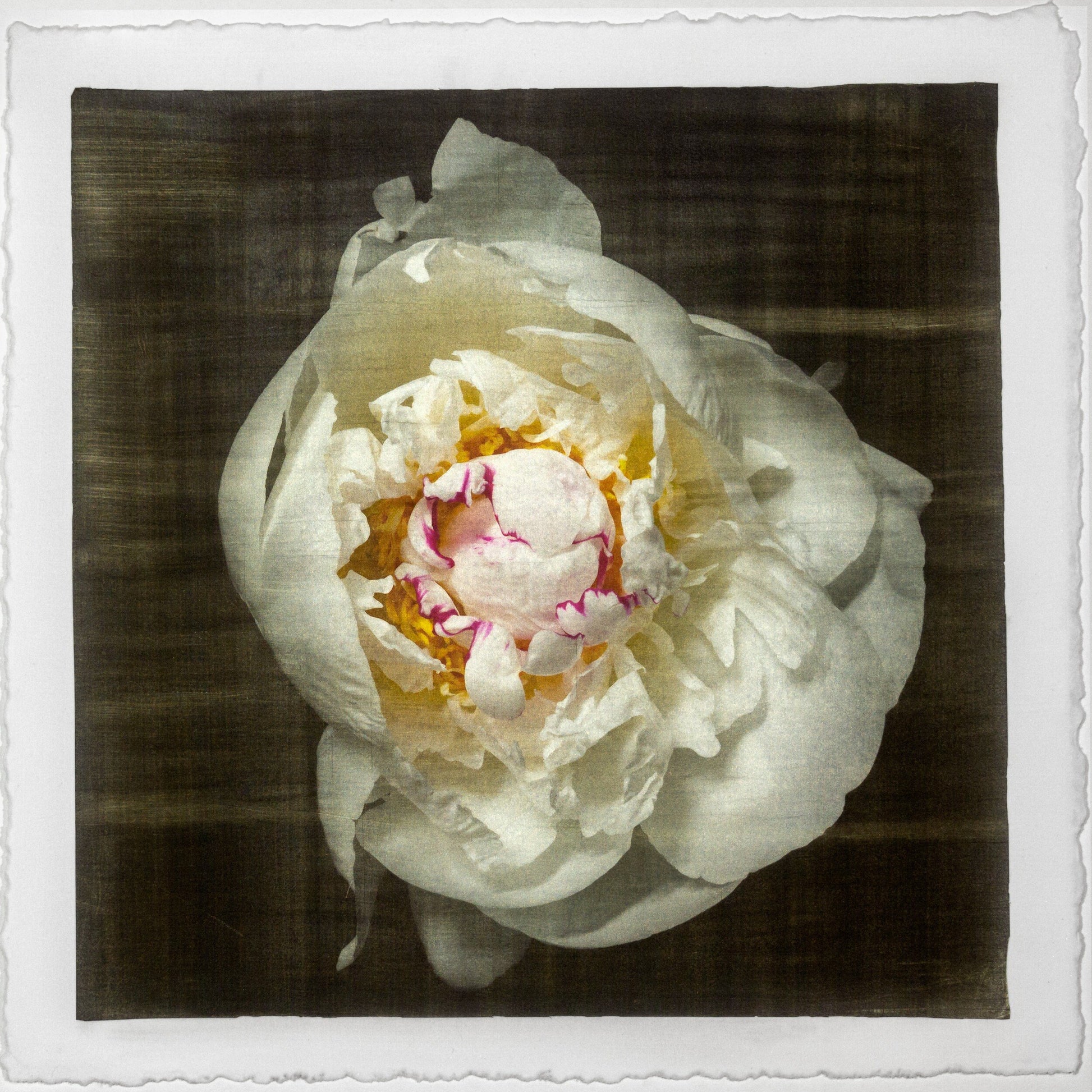 Print of White Peony for sale  delicate white petals adorned with crimson accents and yellow center Centered in Square mode, black background, wall art 20” square on cotton paper deckle edge