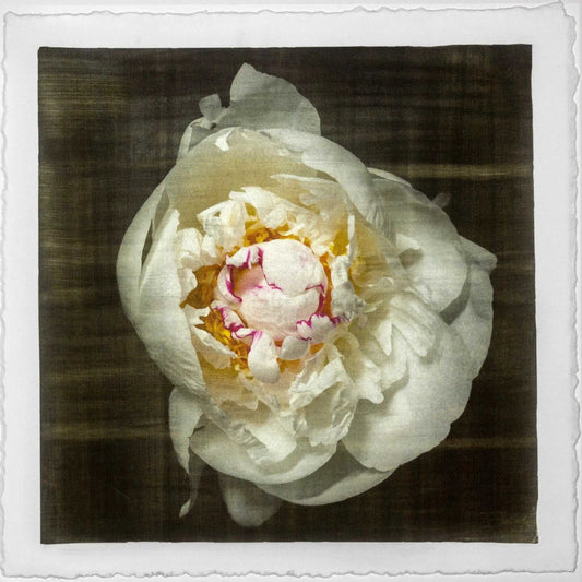 Fine art white peony original emulsion print on cotton paper - jamie buzil photography