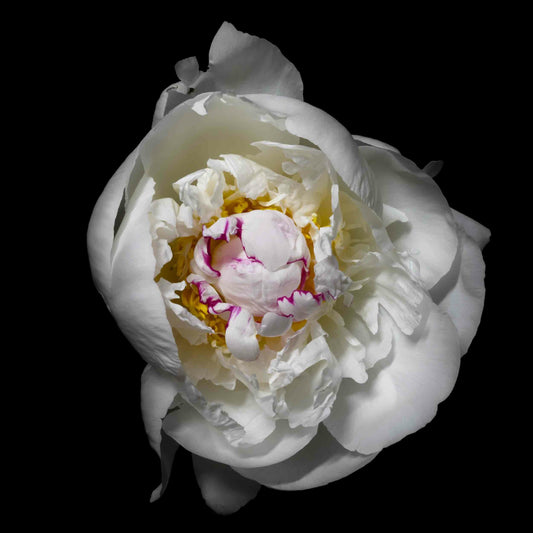 Peony flower with white petals adorned with crimson accents and yellow center half open half closed  Centered in Square mode on black background wall art