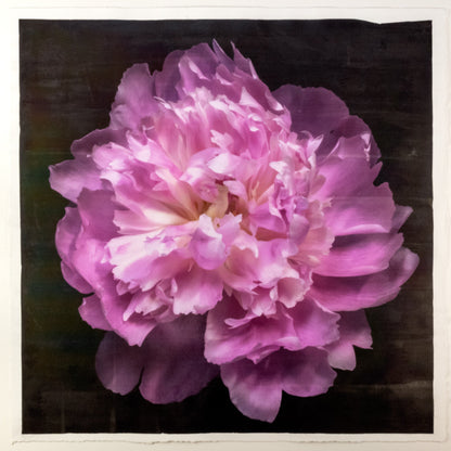 print of A deep pink double peony with a collar of smaller ivory petals at the base big fluffy flower centered on black background 20” square on cotton paper wall art