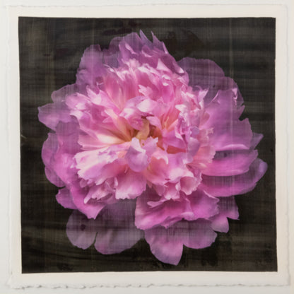 print of A deep pink double peony with a collar of smaller ivory petals at the base big fluffy flower centered on black background 12” square on cotton paper wall art