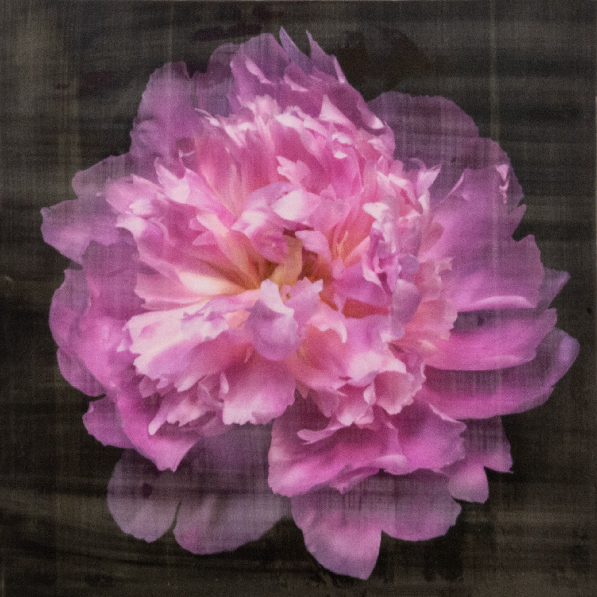 print of A deep pink double peony with a collar of smaller ivory petals at the base big fluffy flower Centered in Square mode, black background, wall art