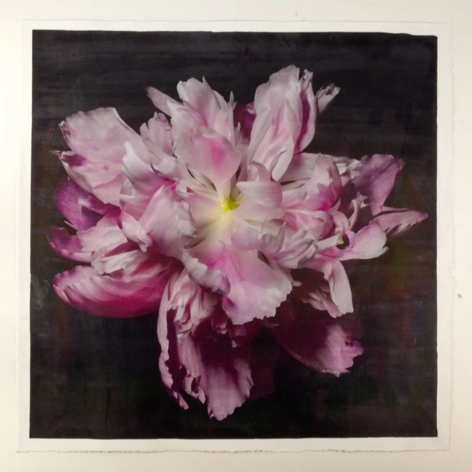 flower print of magenta double blooming pink peony at peak bloom, delicate fluttering petals of white and magenta with a yellow center. Centered in Square mode, black background, wall art