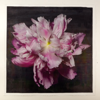 print of pink magenta double blooming peony at peak bloom, delicate fluttering petals of white and magenta with a yellow center 20” square on cotton paper. centered on black background, wall art.