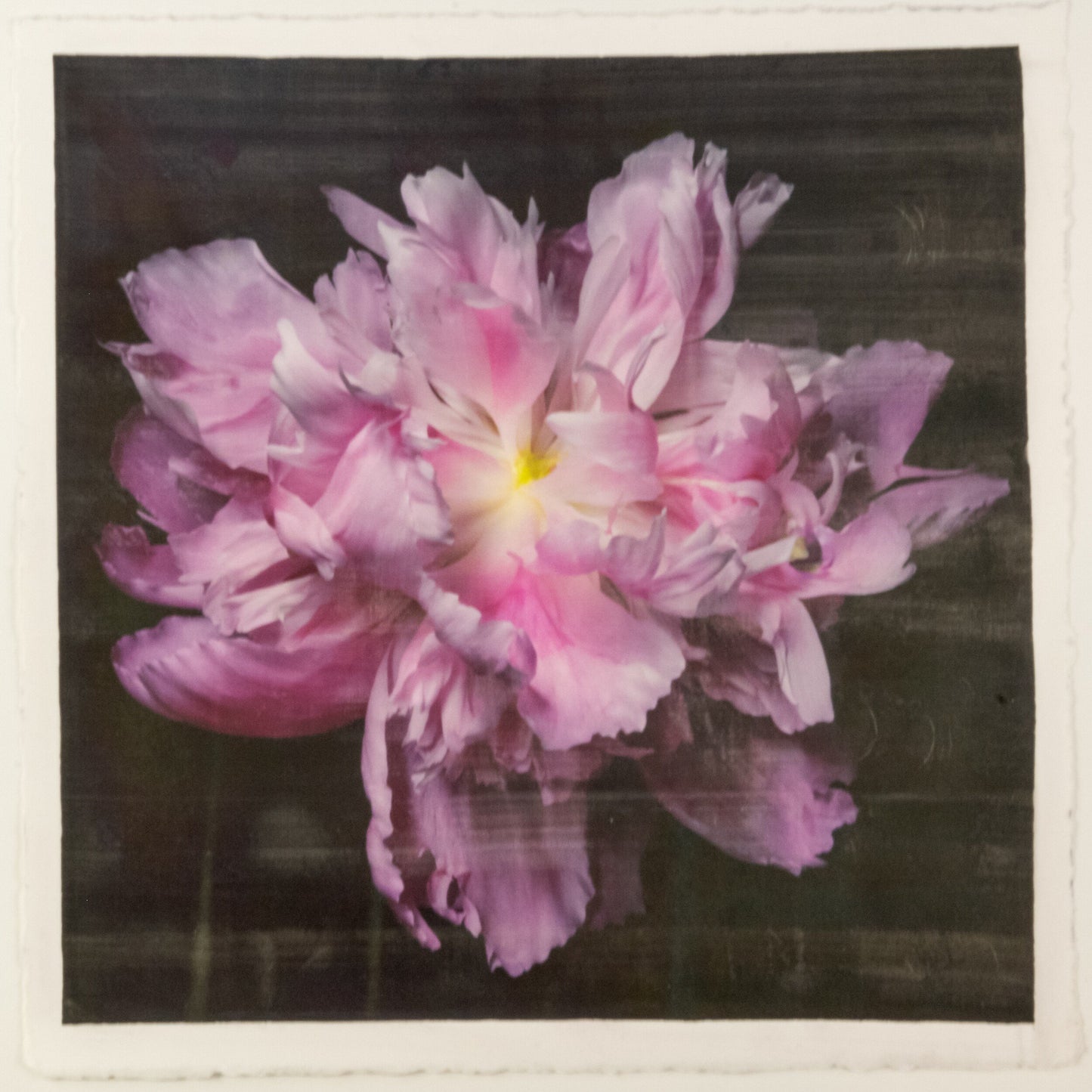 print of pink magenta double blooming peony at peak bloom, delicate fluttering petals of white and magenta with a yellow center 12” square on cotton paper. centered on black background, wall art.