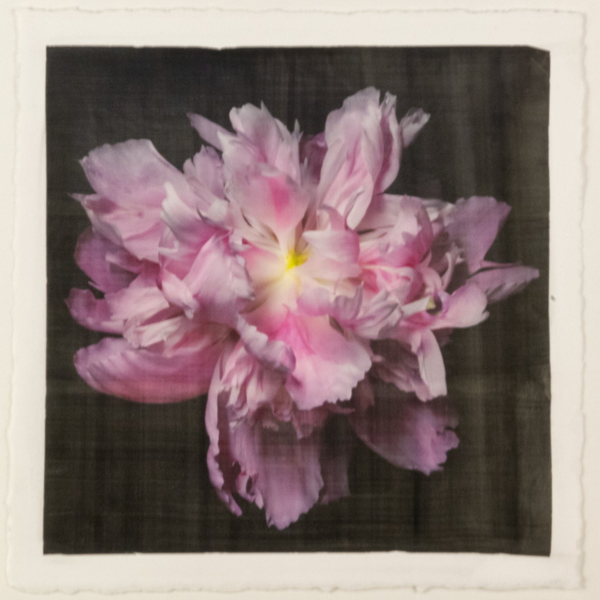 print of pink magenta double blooming peony at peak bloom, delicate fluttering petals of white and magenta with a yellow center 8” square on cotton paper. centered on black background, wall art.