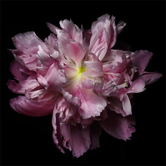 pink double blooming peony scalloped petals magenta with silvery edges and yellow center Giclee Print on Bamboo Paper Centered in Square mode, black background