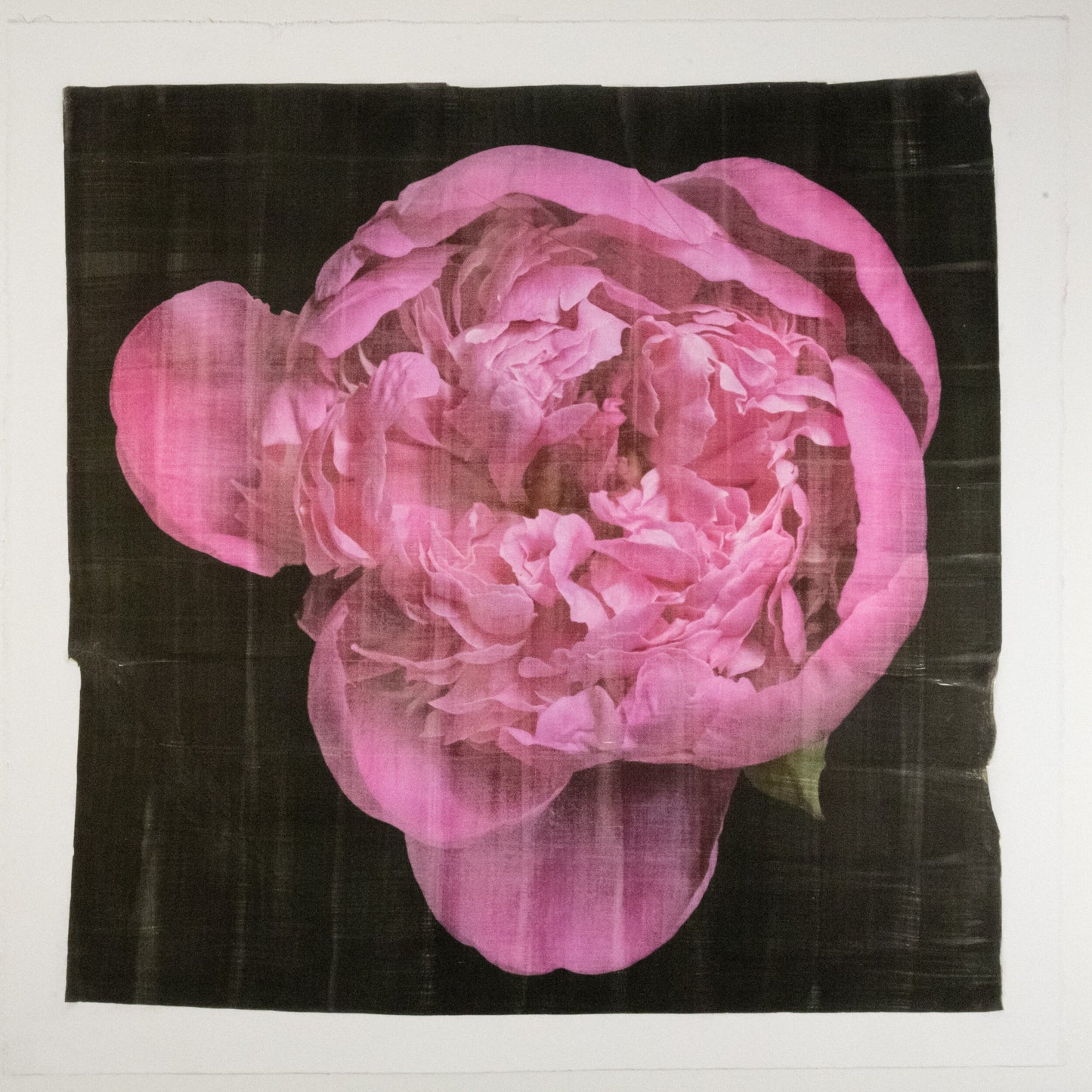 print of pink magenta double blooming peony partially closed inner petals closed yet fluttering with outer petals open 20” square on cotton paper. centered on black background, wall art.