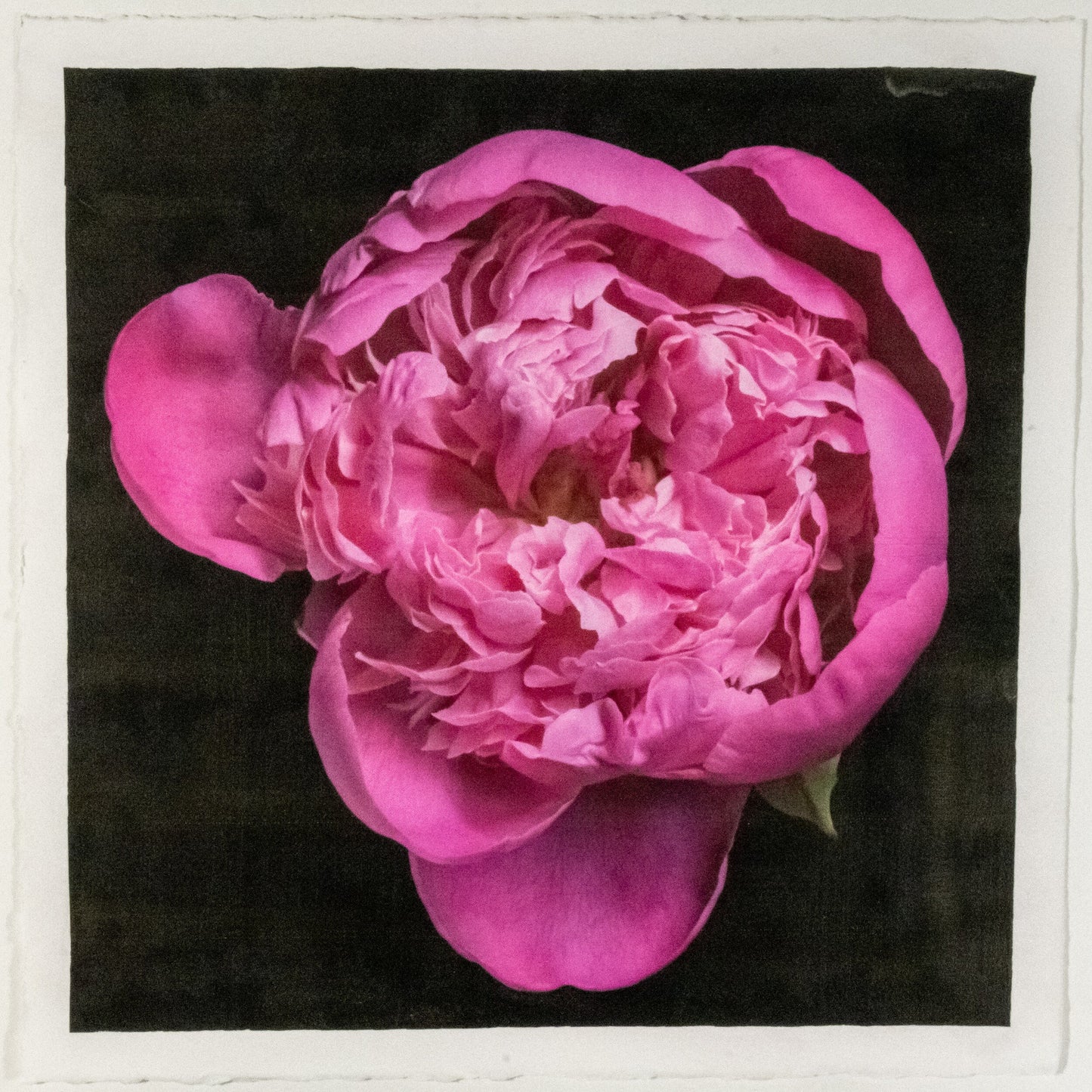 print of pink magenta double blooming peony partially closed inner petals closed yet fluttering with outer petals open 12” square on cotton paper. centered on black background, wall art.