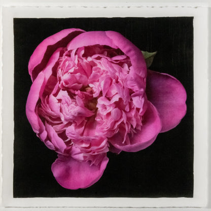 print of pink magenta double blooming peony partially closed inner petals closed yet fluttering with outer petals open 12” square on cotton paper. centered on black background, wall art.