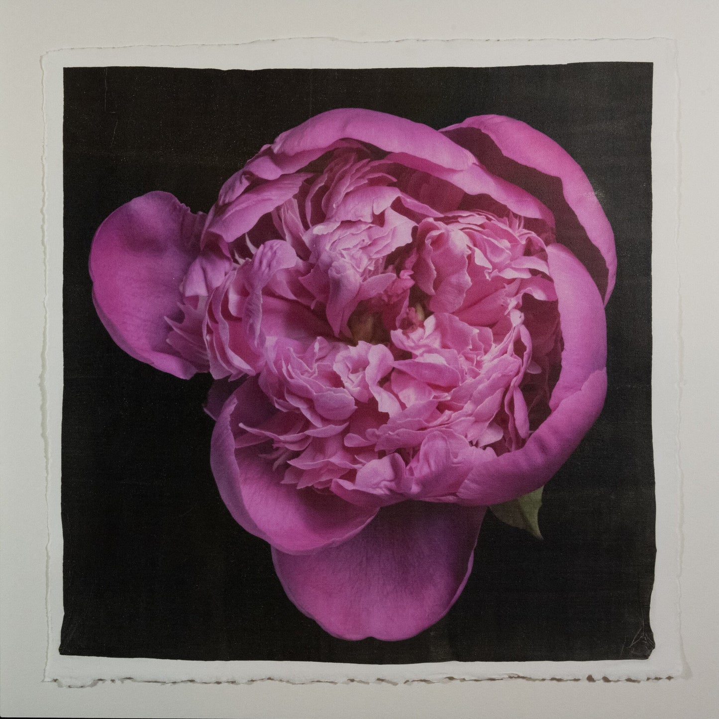 print of pink magenta double blooming peony partially closed inner petals closed yet fluttering with outer petals open 8” square on cotton paper. centered on black background, wall art.